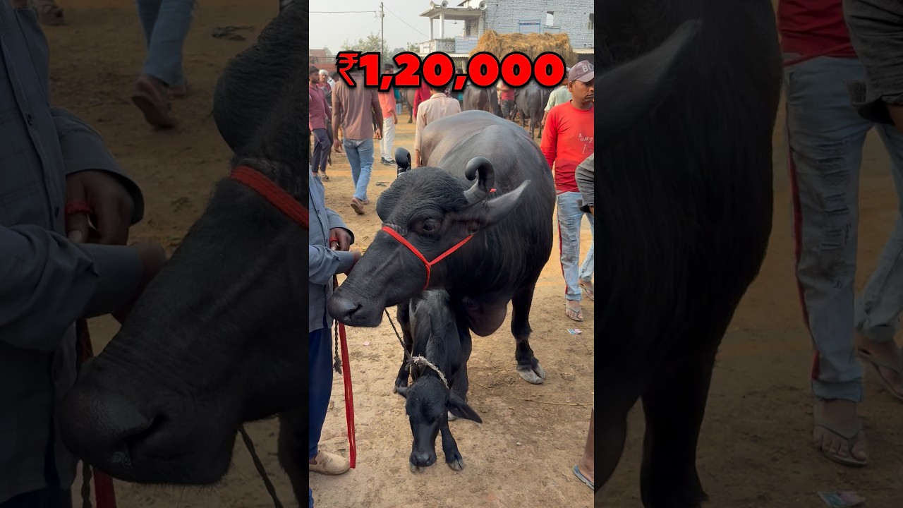 Top Quality Desi Murra Bhains 😍 Juber Ganj Pashu Mandi | Ziya Vlogs #shorts #dairyfarm #viralvideo