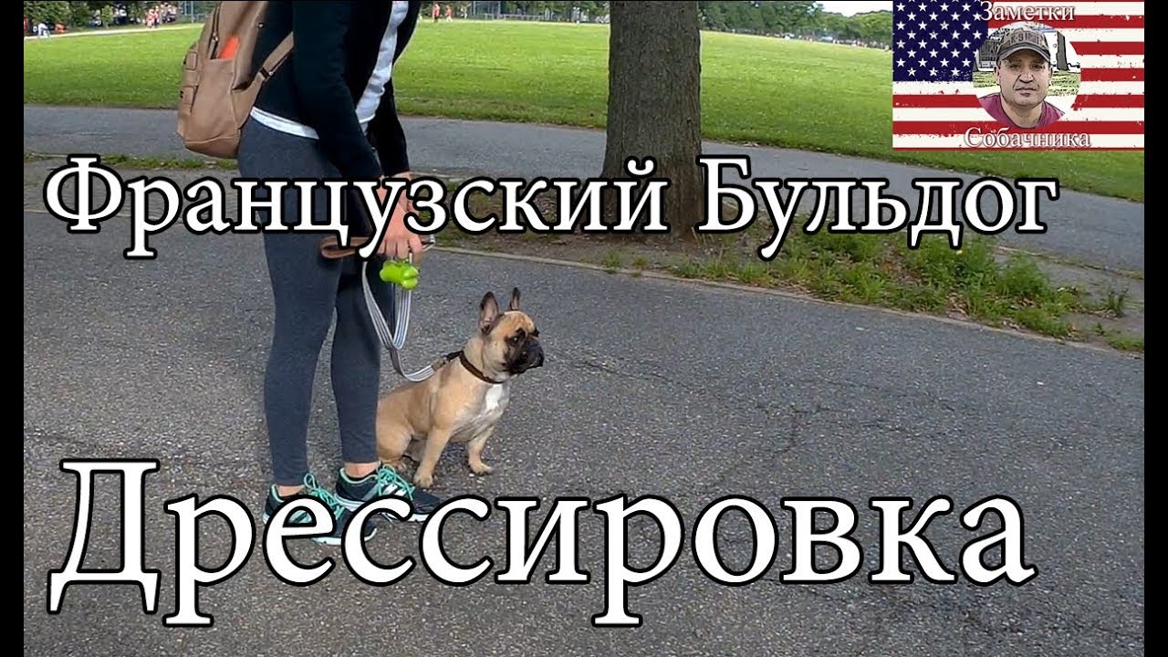 French Bulldog -  Obedience Training/ Дрессировка Французского Бульдога послушанию