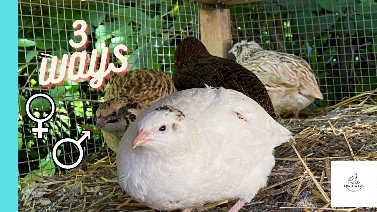 How to Tell the Difference between Female and Male Coturnix Quail- 3 Ways