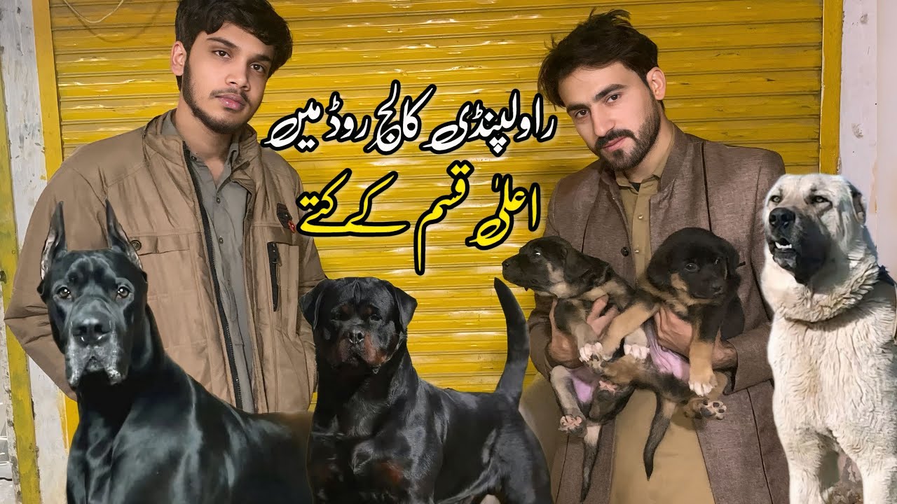  Rawalpindi College Road | Biggest Dog Shop in 2025 | Shahzain Animals Vlogs