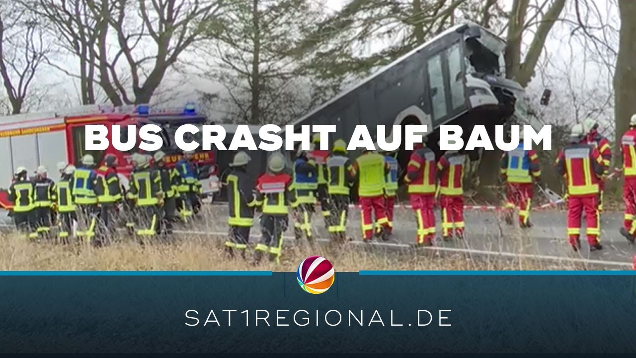 Crash: Linienbus fährt Baum hinauf