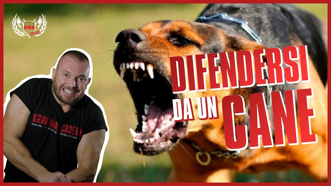 COME DIFENDERSI DA UN CANE || Manuel Spadaccini
