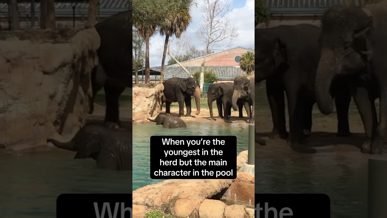 Caught the cutest moment at the Houston Zoo, baby elephant at pool with big energy 