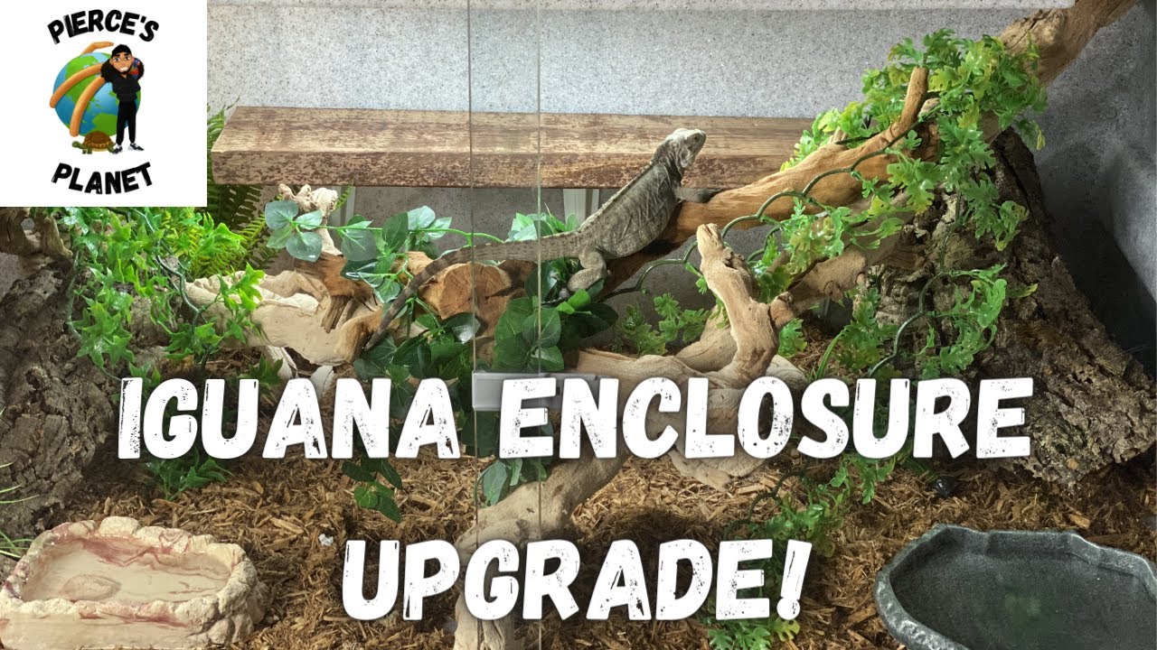 Upgrading My Rhino Iguana Enclosure! A New Vision Cage For Godzilla