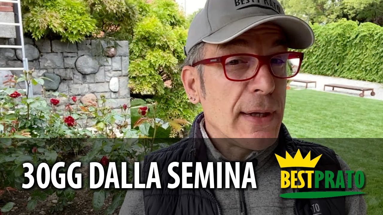 COME CONCIMARE IL PRATO DOPO 30 GIORNI DALLA SEMINA