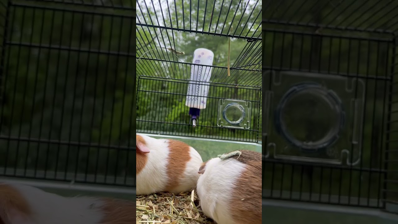 Everyday life of Runt and Gary ( Habitat Camera ) #shortsfeed #dogs #cats #guineapig