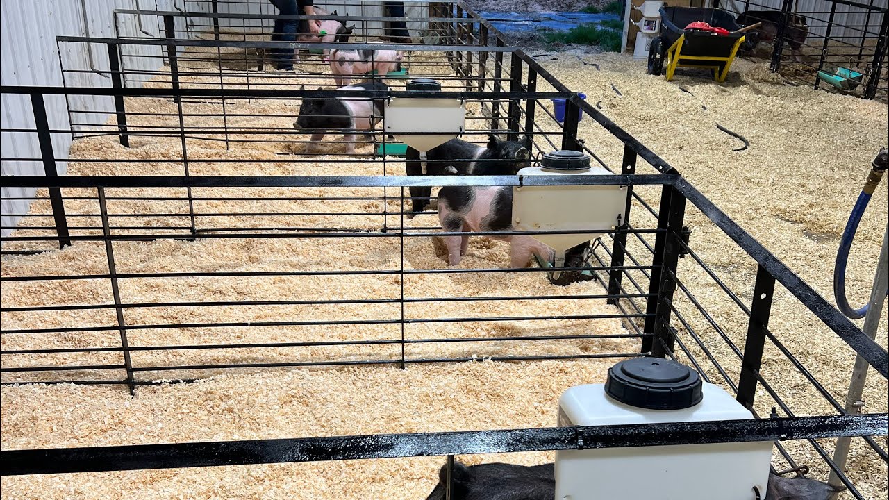 We finally got it done! | Homesteading | Raising show pigs | hobby farm
