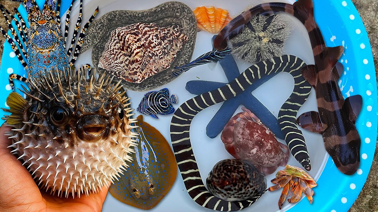 Tangkap ikan buntal dan belut, kerang, ikan pari, kelomang, ikan hias, ikan hiu, lobster, gurita
