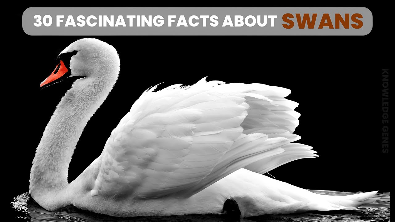 30 Fascinating Swan Facts Exploring the Graceful World of Swans