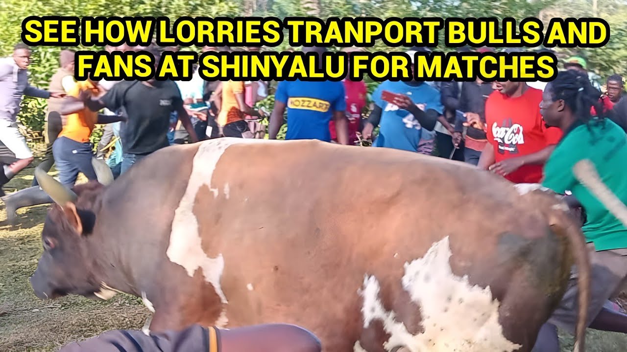 SEE HOW PEOPLE RISK AND TRAVEL WITH BULL FIGHTERS IN LORRIES AT SHINYALU