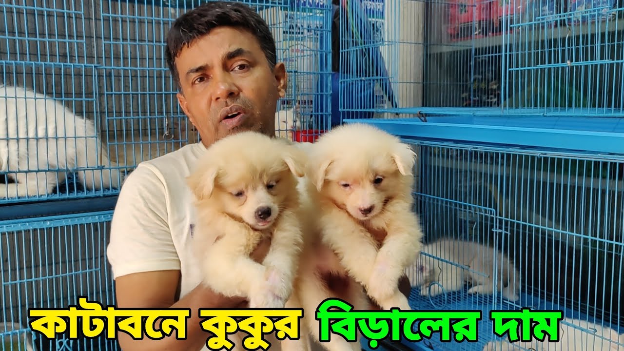 Katabon Animal Market BD | বিদেশি কুকুর বিড়ালের দাম_Persian Cat price in Bangladesh| Dog Farm BD