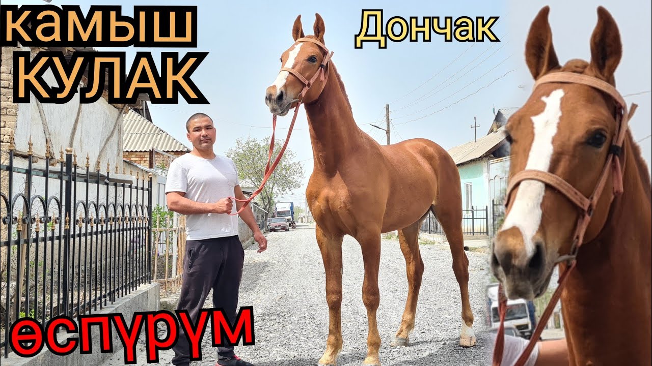 сатылды Дерзкий кунан ДОНЧАК экен