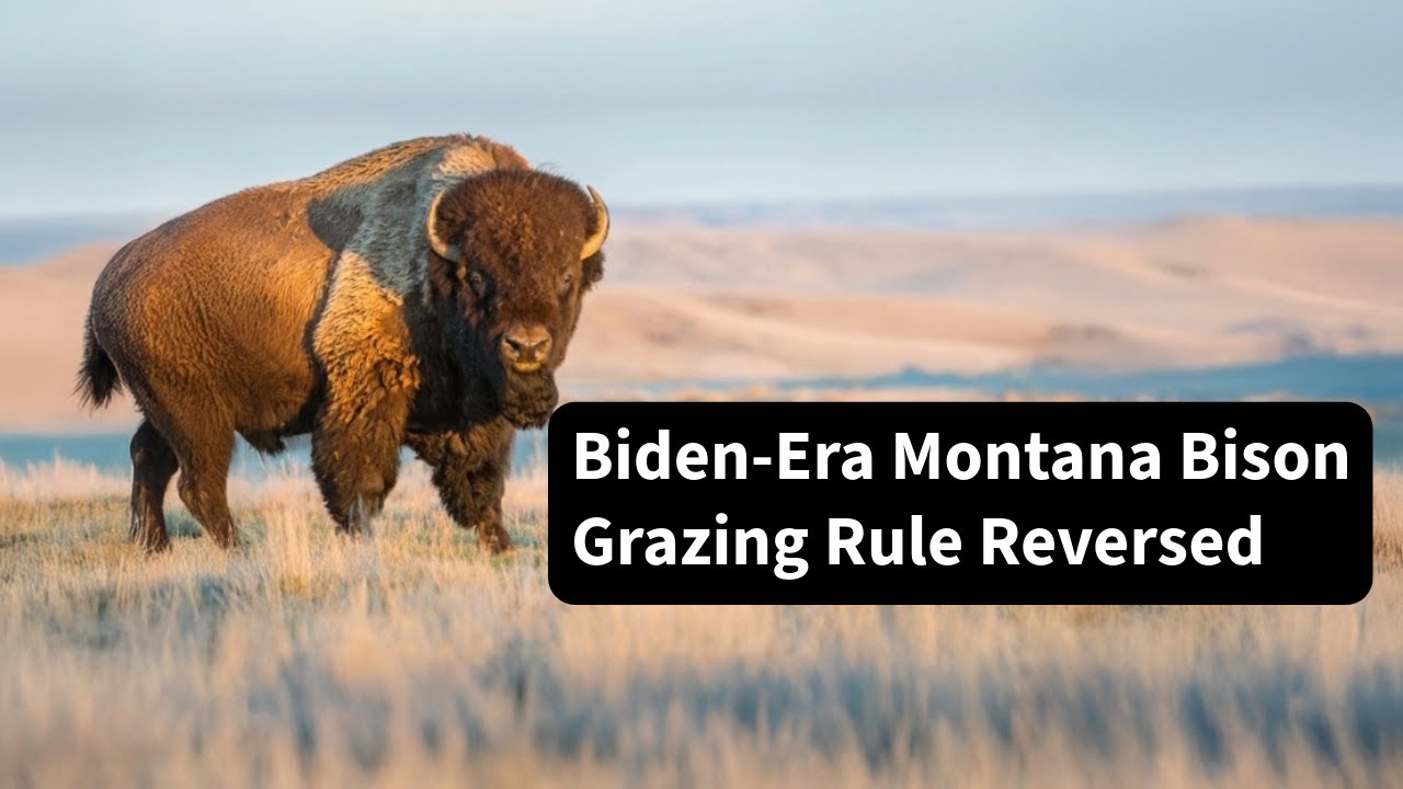 BLM Moves to Revoke American Prairie’s Bison Grazing Permits