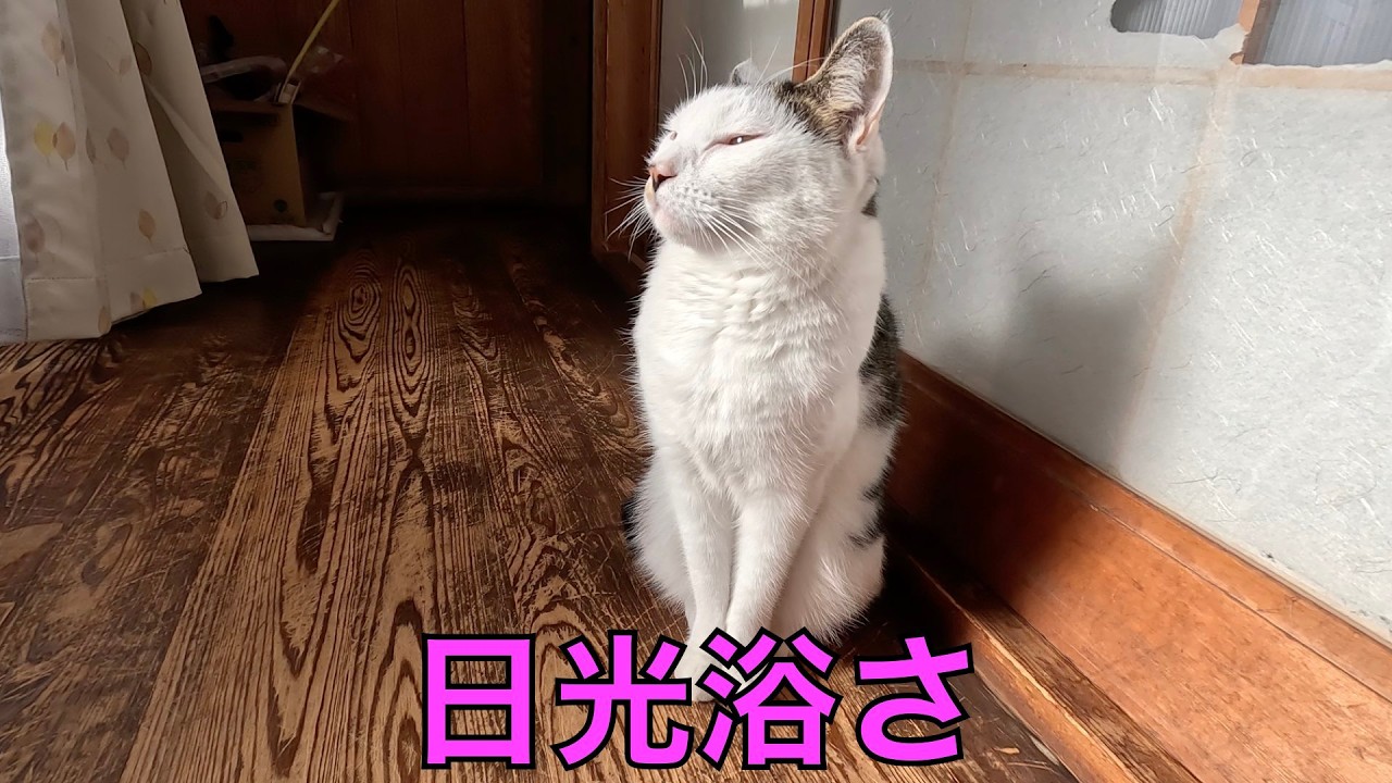 保護猫ナターシャの554日目：日差しを浴びる☀️