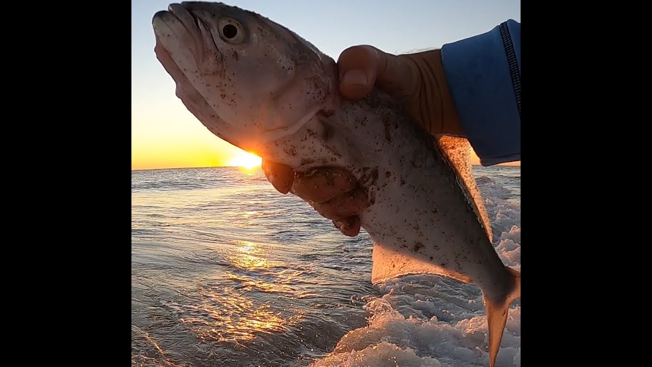 Epic Fishing 01/05/2021 - Bluefish run on Jensen Beach / Hutchinson Island Florida