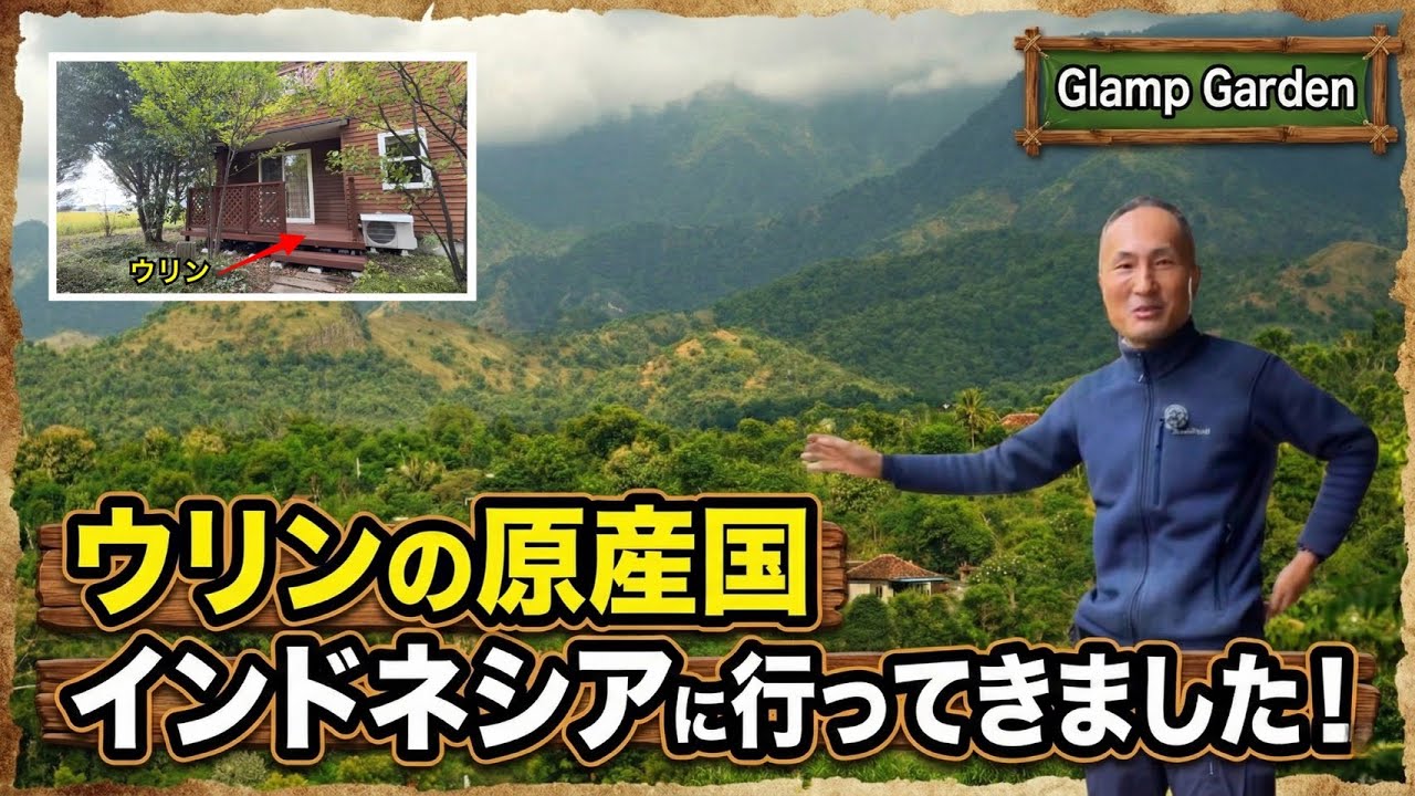 【ウリンの原産】インドネシアに行ってきました！