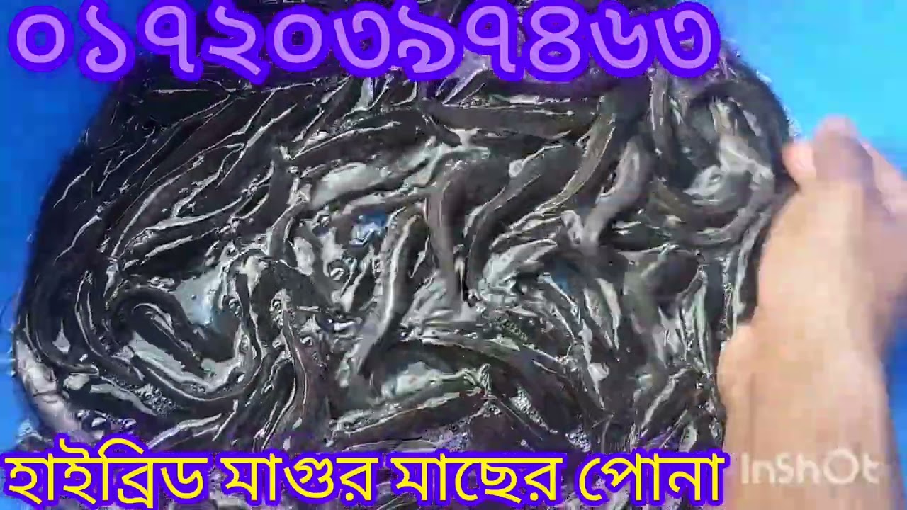 হাইব্রিড মাগুর মাছ চাষ করে লক্ষ লক্ষ টাকা আয় করুন,হাইব্রিড মাগুর চাষ করুন,