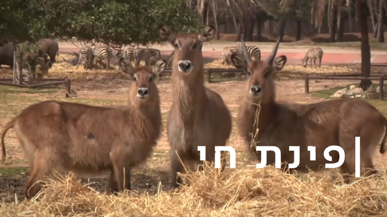 הרוצח החמקמק: מי אחראי לגל הרציחות של הקובוסים בספארי?