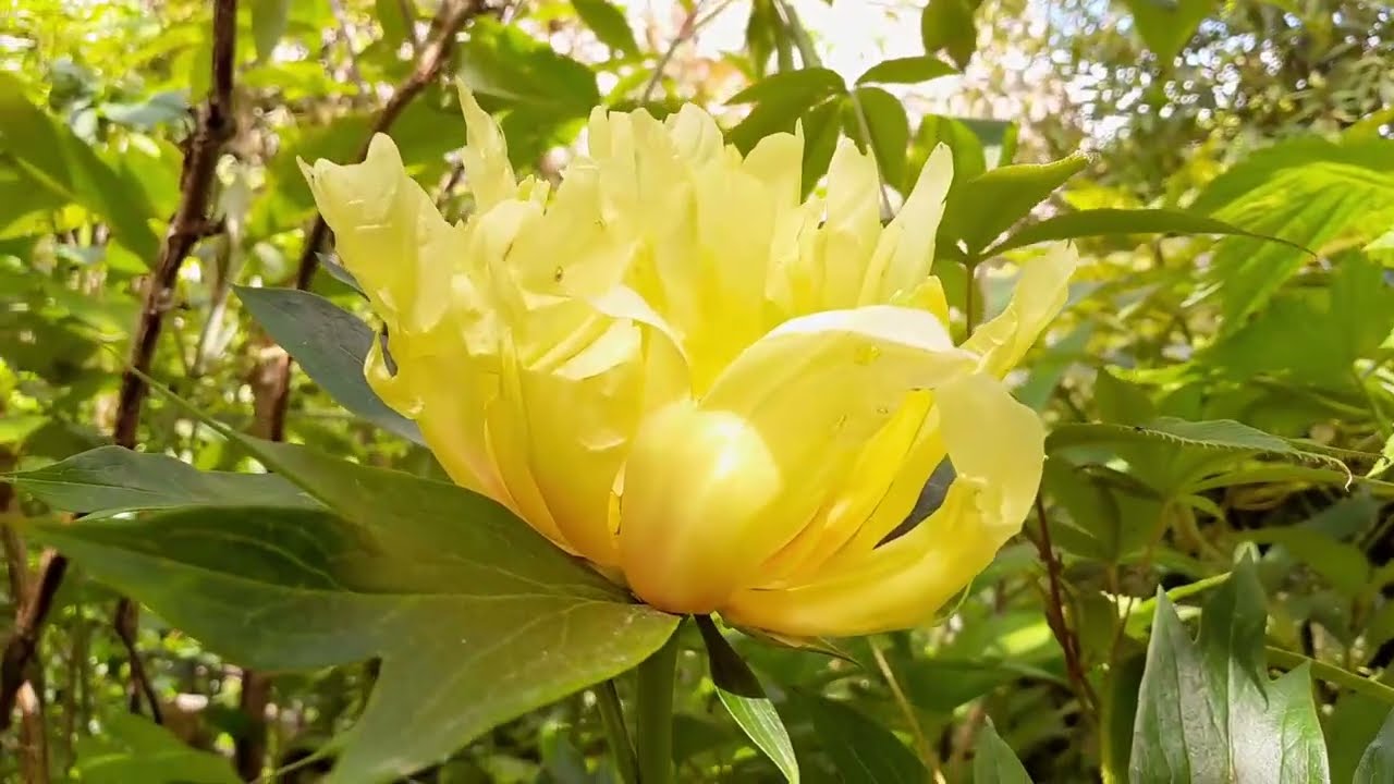 An early June wander through Great Dixter.