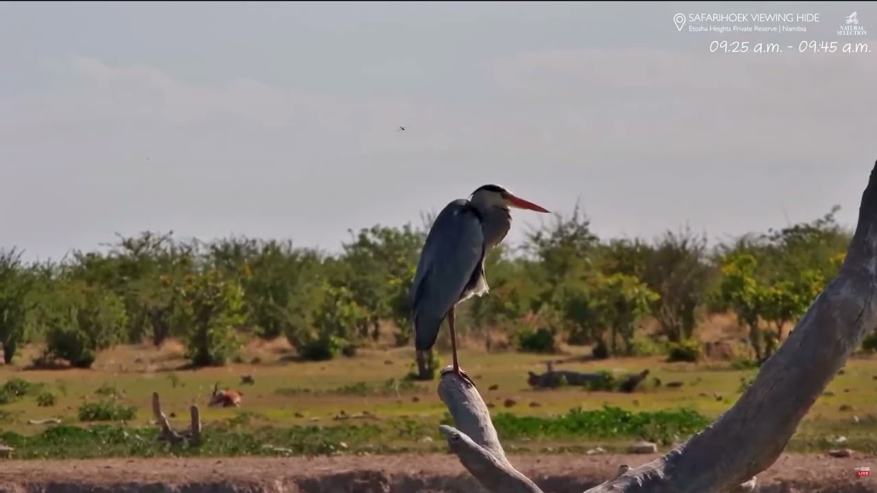 GREY HERON @ Safarihoek, Wildlife Cam, Namibia 2026/01/20