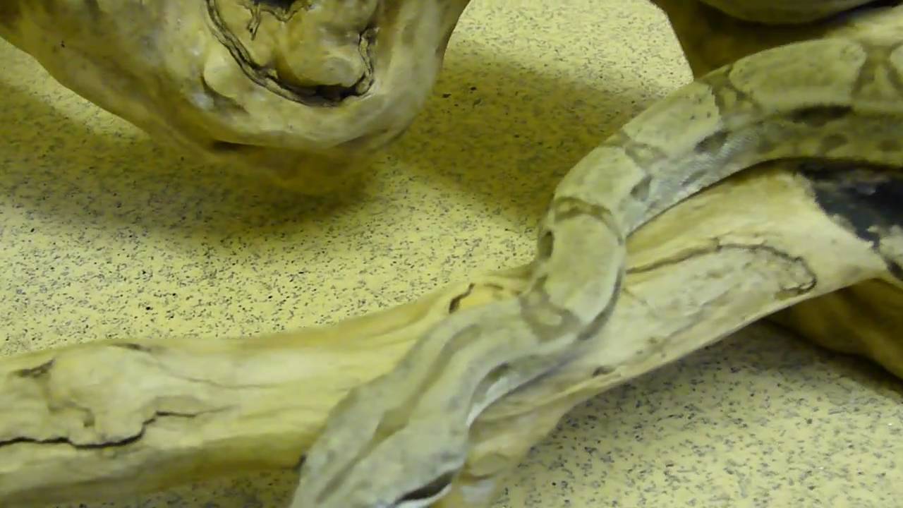 Ghost Boa Constrictor