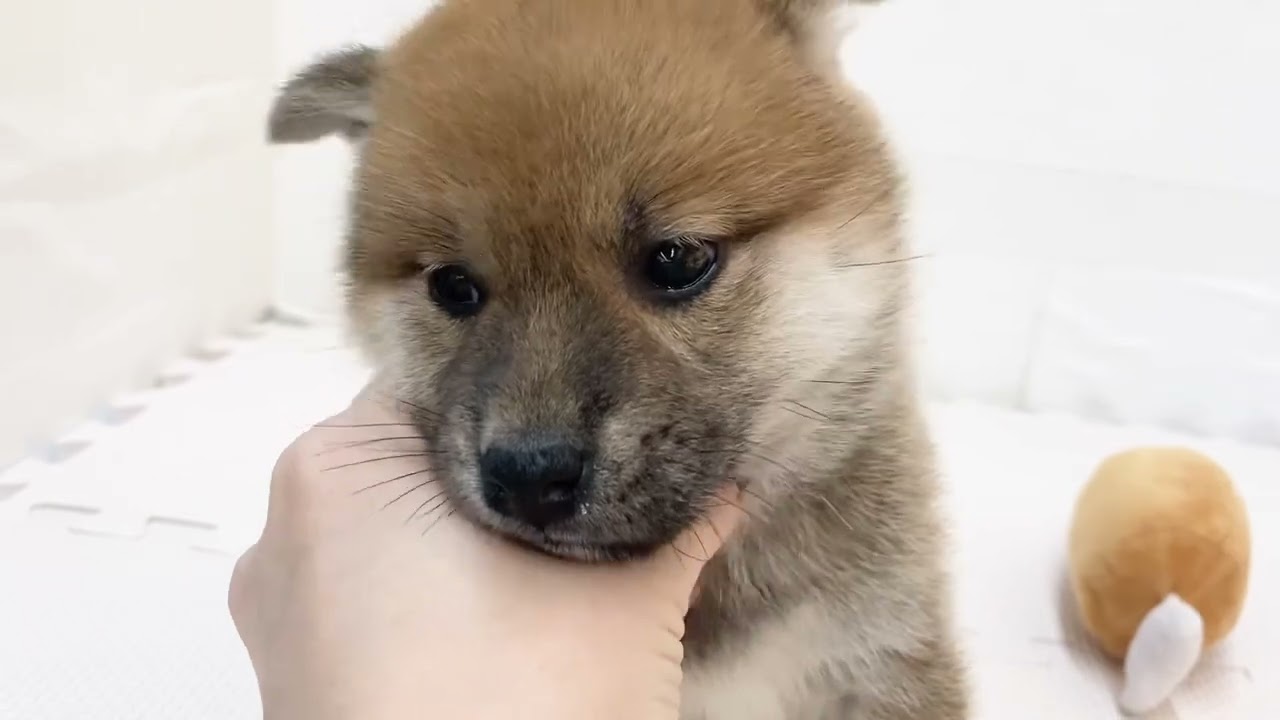 【11/6撮影】甘え方が優しい赤柴ちゃん♪