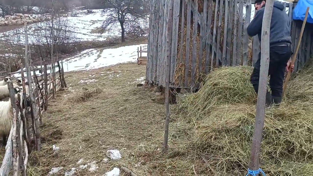 Iernatul oilor breze, clăi de otava și peisaj de iarnă superb