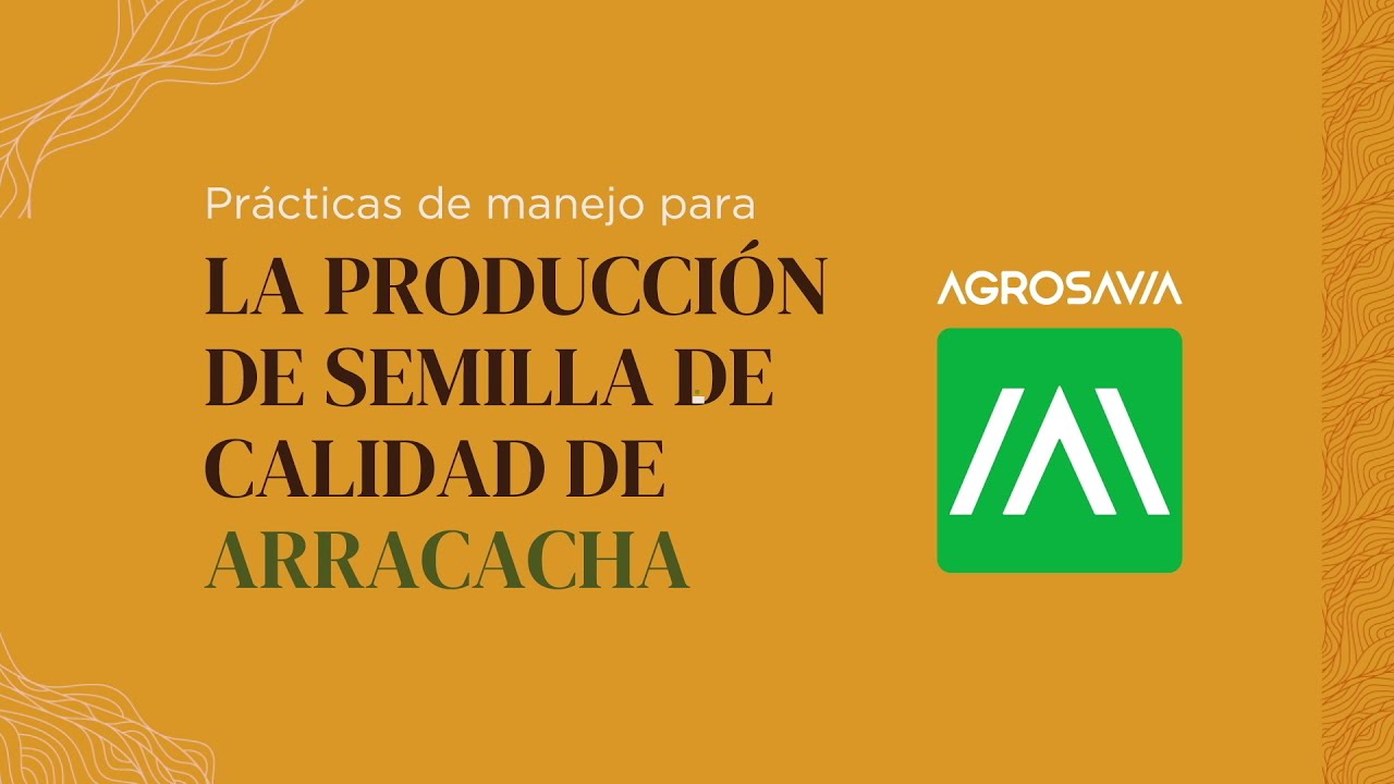 Prácticas de manejo para la producción de semilla de calidad de arracacha