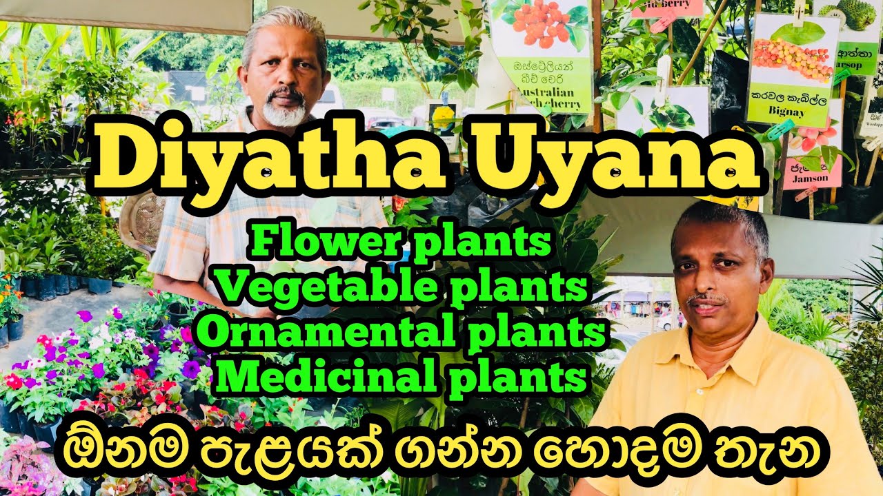 Plants Shopping 🪴🌻Diyatha Uyana | ඕනම පැළයක් ගන්න හොදම තැන@HarshanakalumVlogs