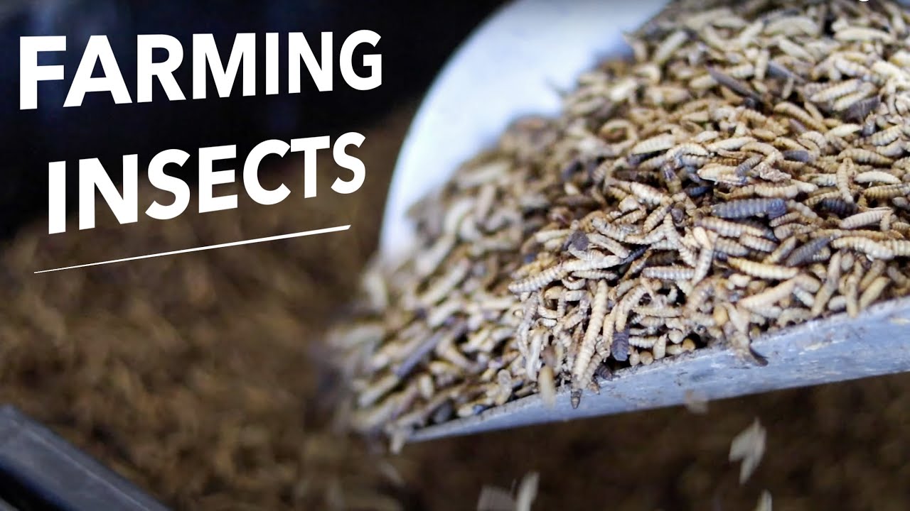 The Business of Commercial Black Soldier Fly Larvae Production