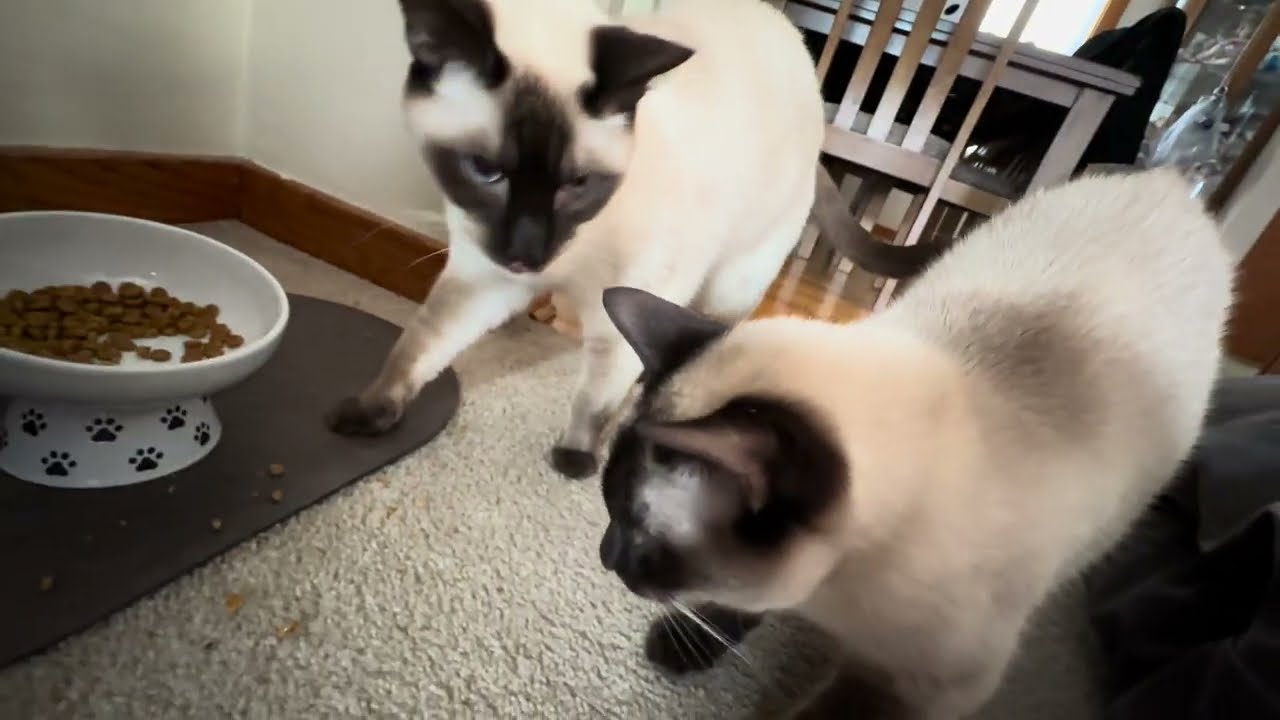 Food eater and food stealer