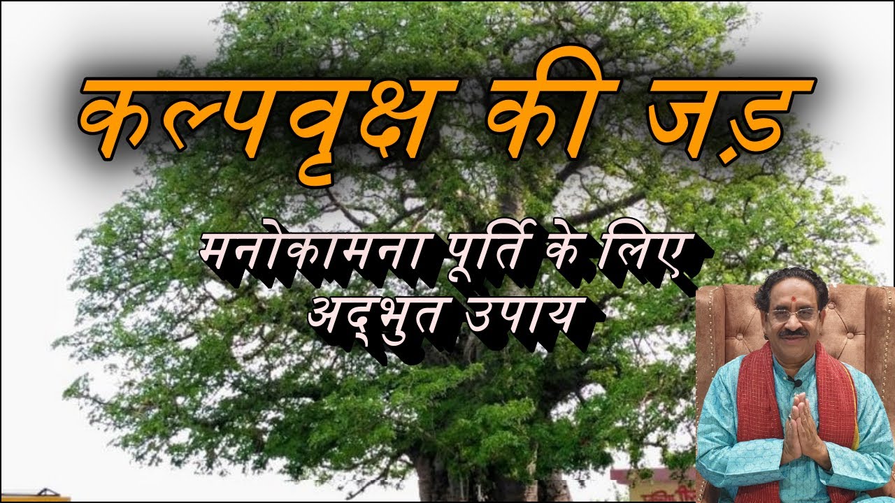 कल्पवृक्ष की जड़ का मनोकामना पूर्ति के लिए अद्भुत उपाय।