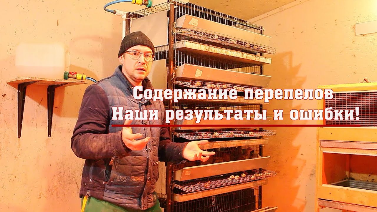 Содержание перепелов. Наши результаты и ошибки!