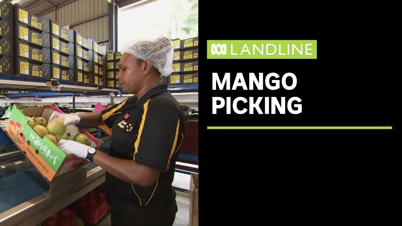 Mango growers look to seasonal pickers from Vanuatu as COVID-19 produces worker shortage | Landline