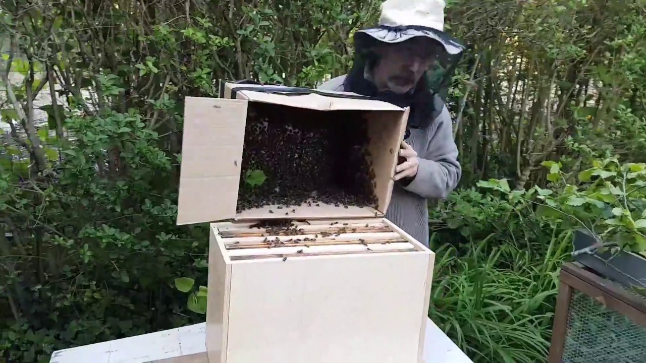 Cueillette d'essaim d'abeilles à 6m de haut