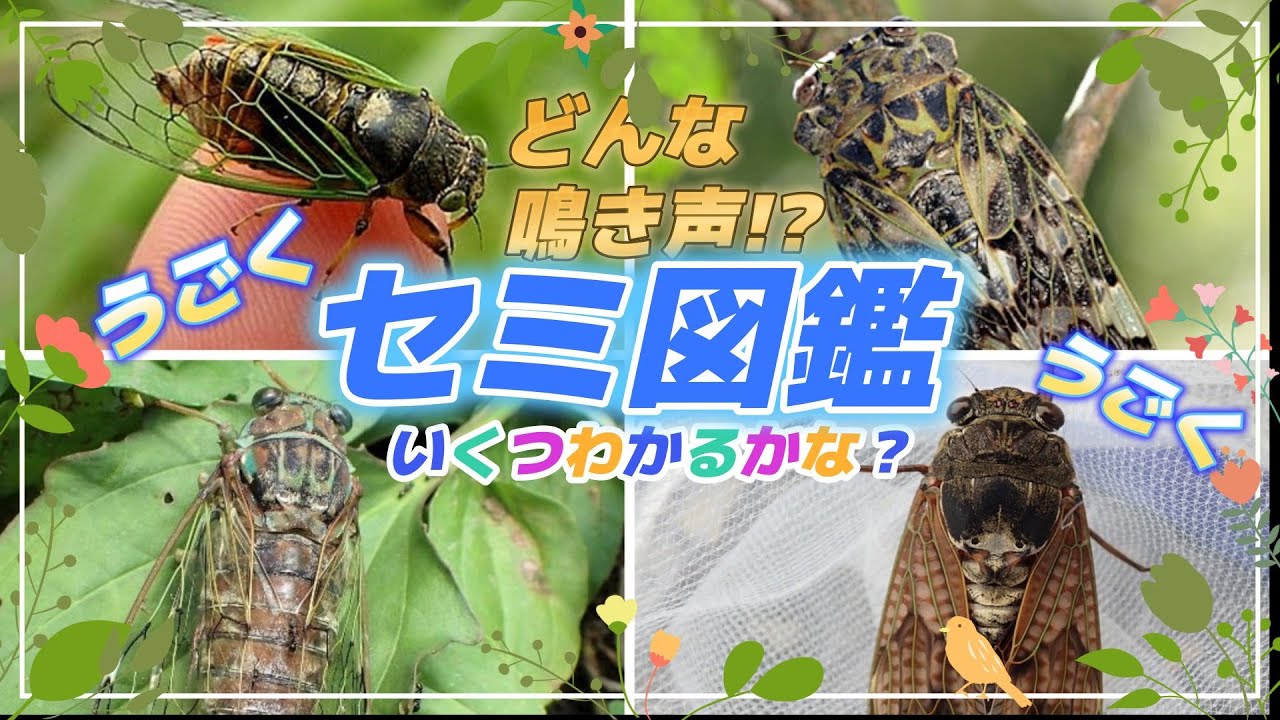 【セミの鳴き声クイズ】鳴き声を聞いて当てよう！日本のセミ紹介！こんちゅうのなまえ！