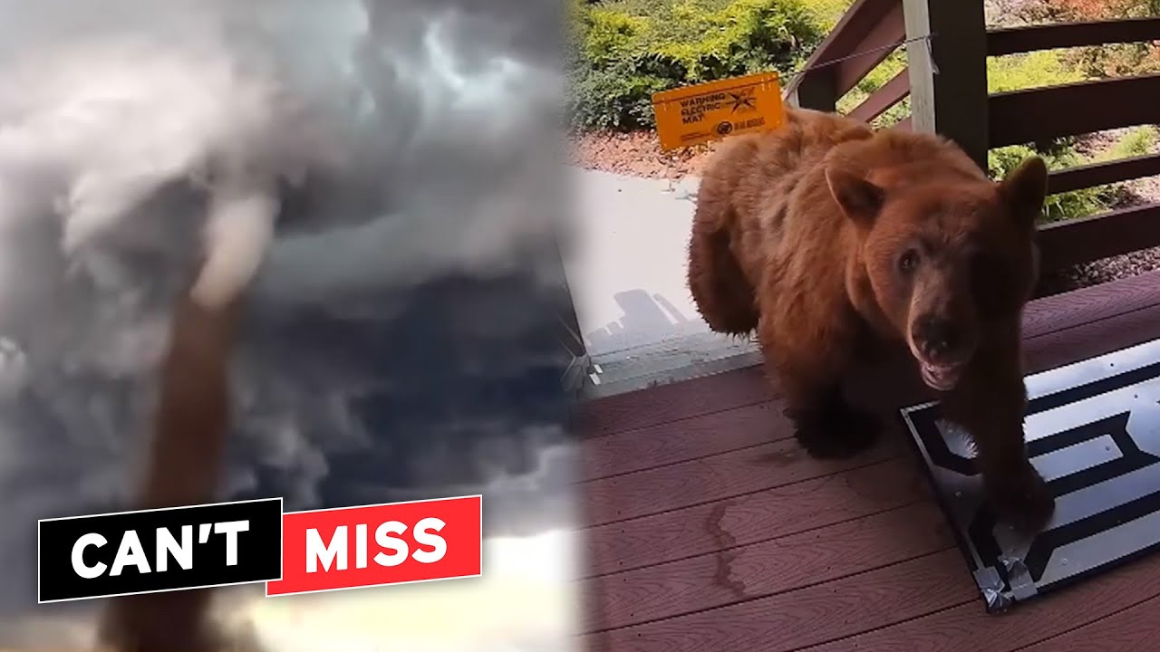 IE Cant Miss 7/29: Surviving Tornadoes, Bears and MORE