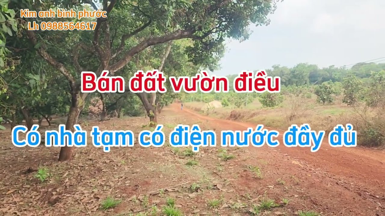 Bán đất vườn điều dt 2ha có 185m đường đất xã bom bo bù đăng bình phước cũ lh 0988564617 