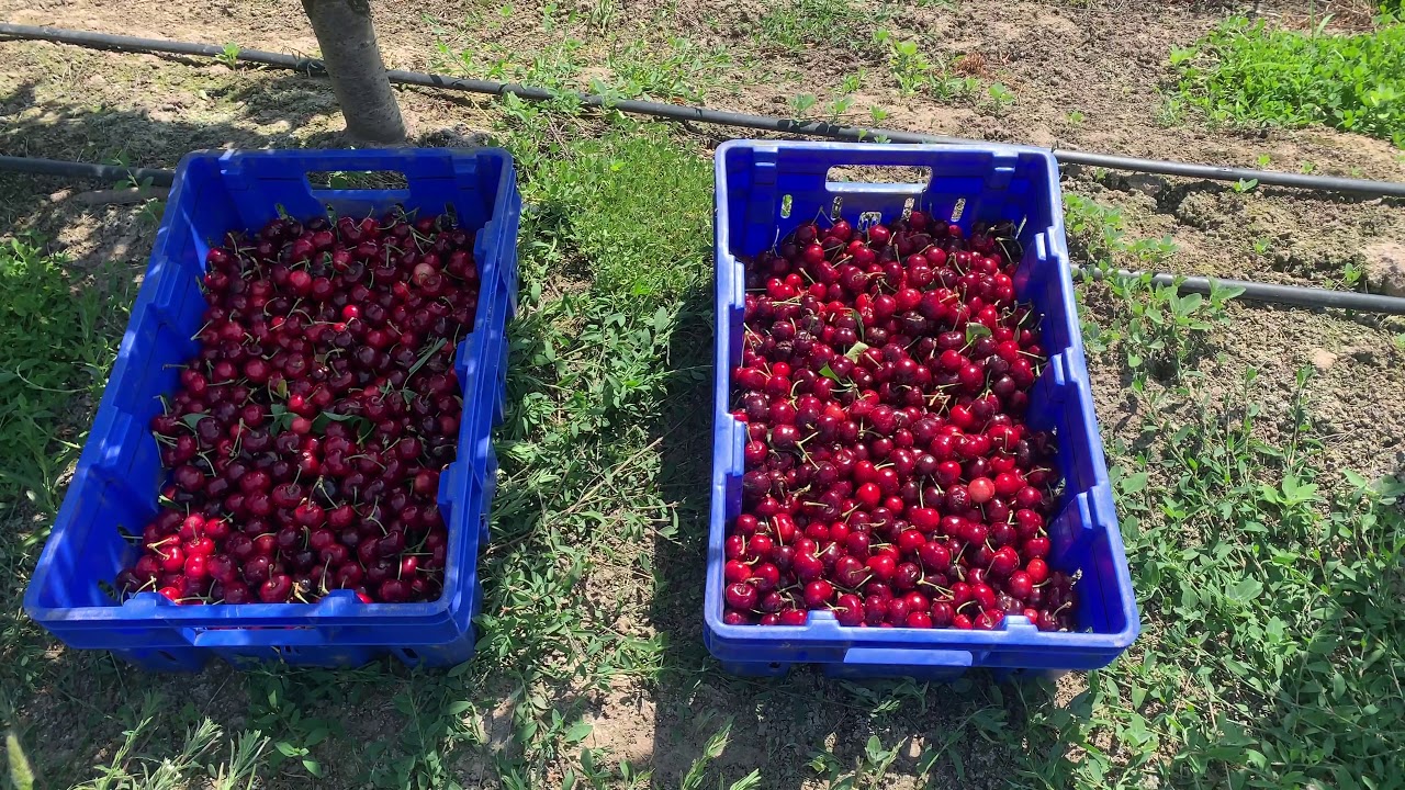 Keep the cherries cool