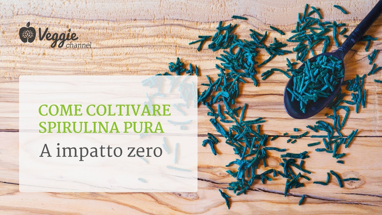 Come coltivare spirulina pura a impatto zero - ApuliaKundi