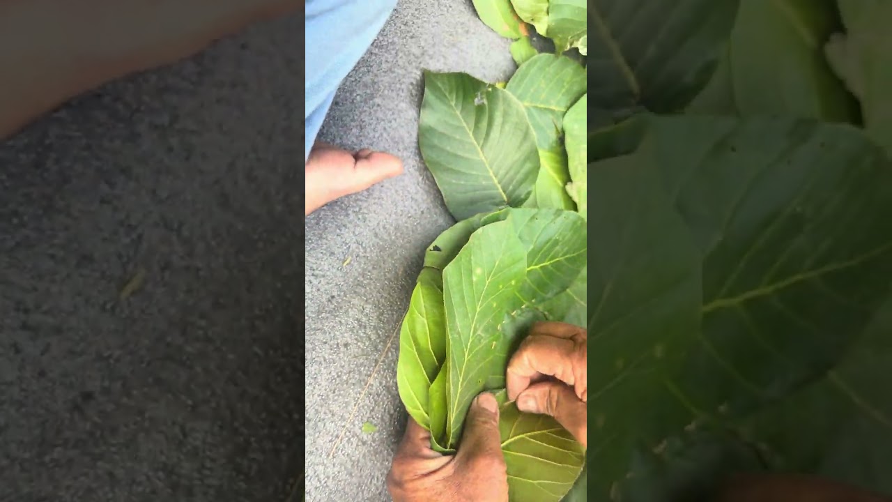 Process of making plates out of leaves🍃