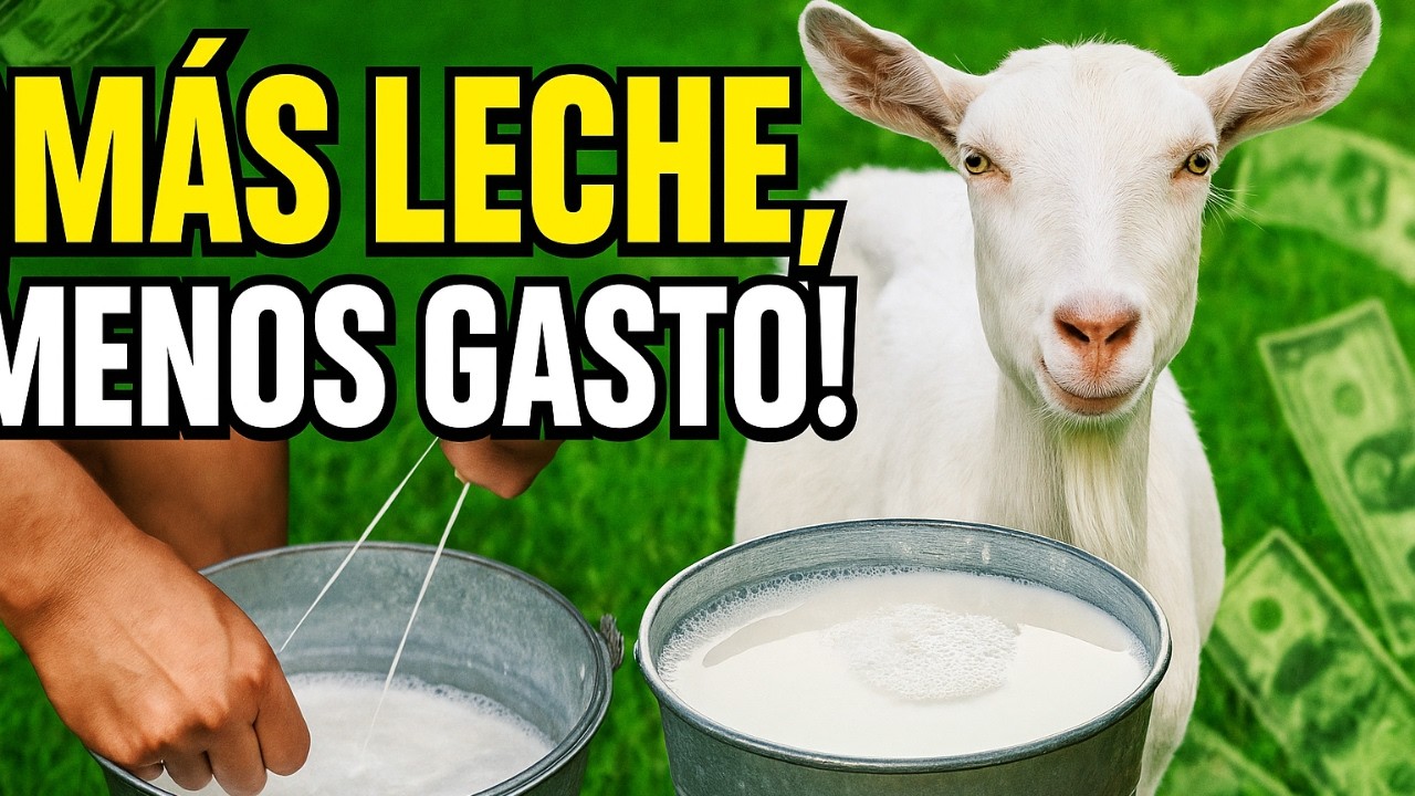 Cabras Lecheras  Alimentaci&oacute;n y Cuidados para M&aacute;s Producci&oacute;n