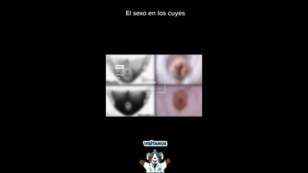 🐹&iquest;c&oacute;mo saber si mi cobaya es macho o hembra?🐹 #shorts #guineapig #cuy #cuyes #creator #cobayas #cuyo