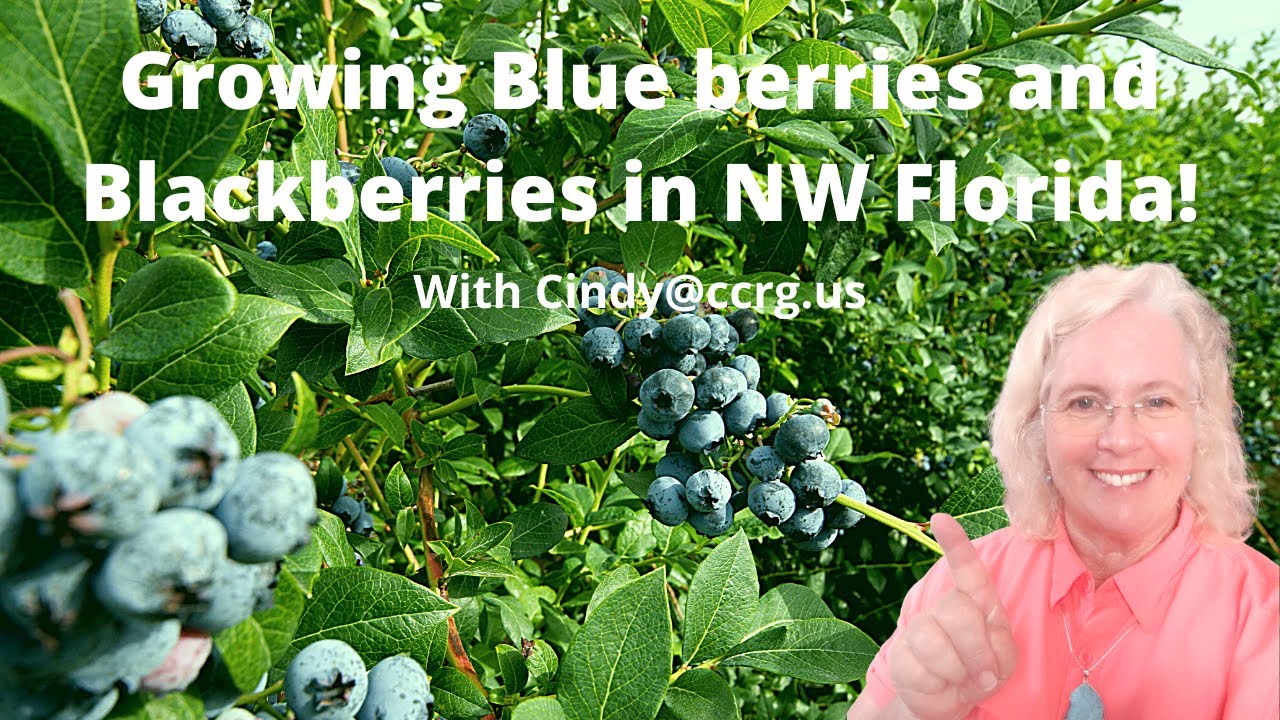 Growing Blueberries in Florida!