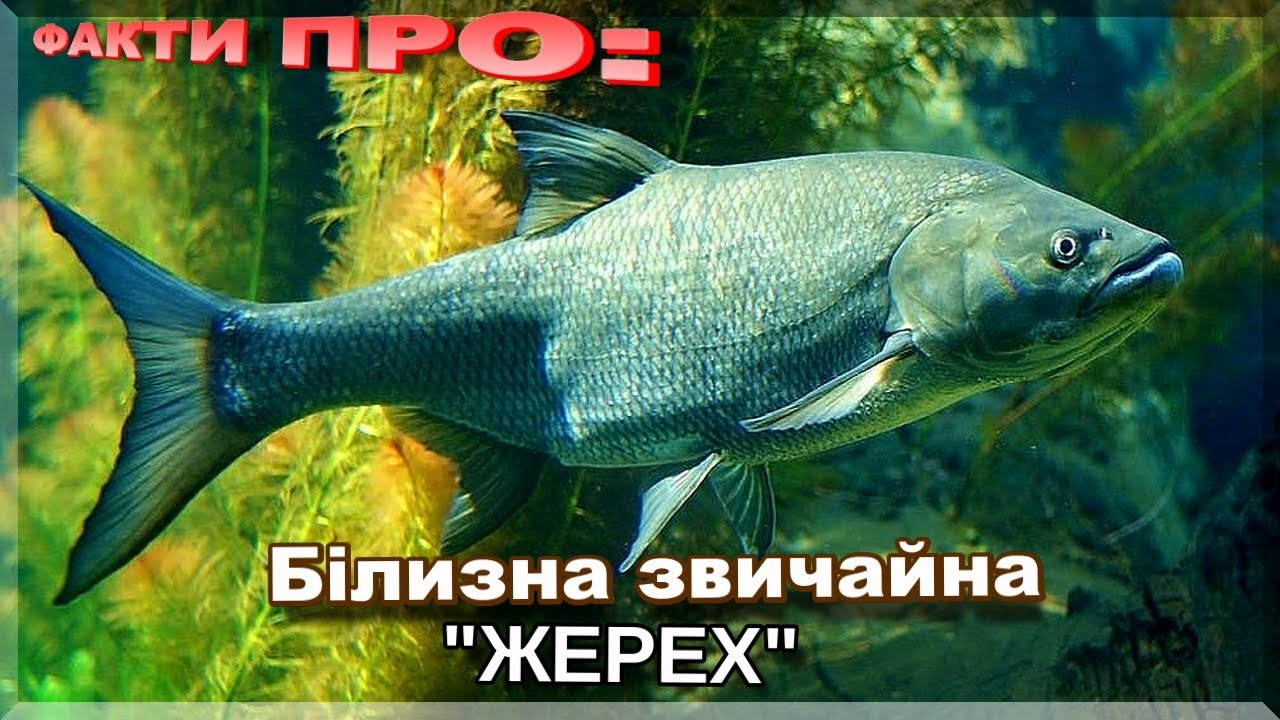 Білизна звичайна | ЦІКАВІ ФАКТИ ПРО: ЖЕРЕХА!  Де живе і як ловити?