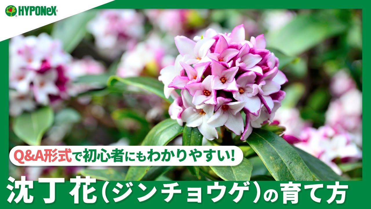 ☘157：沈丁花（ジンチョウゲ）の育て方｜苗の植えつけや水やりと肥料の与え方、剪定作業もご紹介 【PlantiaQ&A】植物の情報、育て方をQ&A形式でご紹介