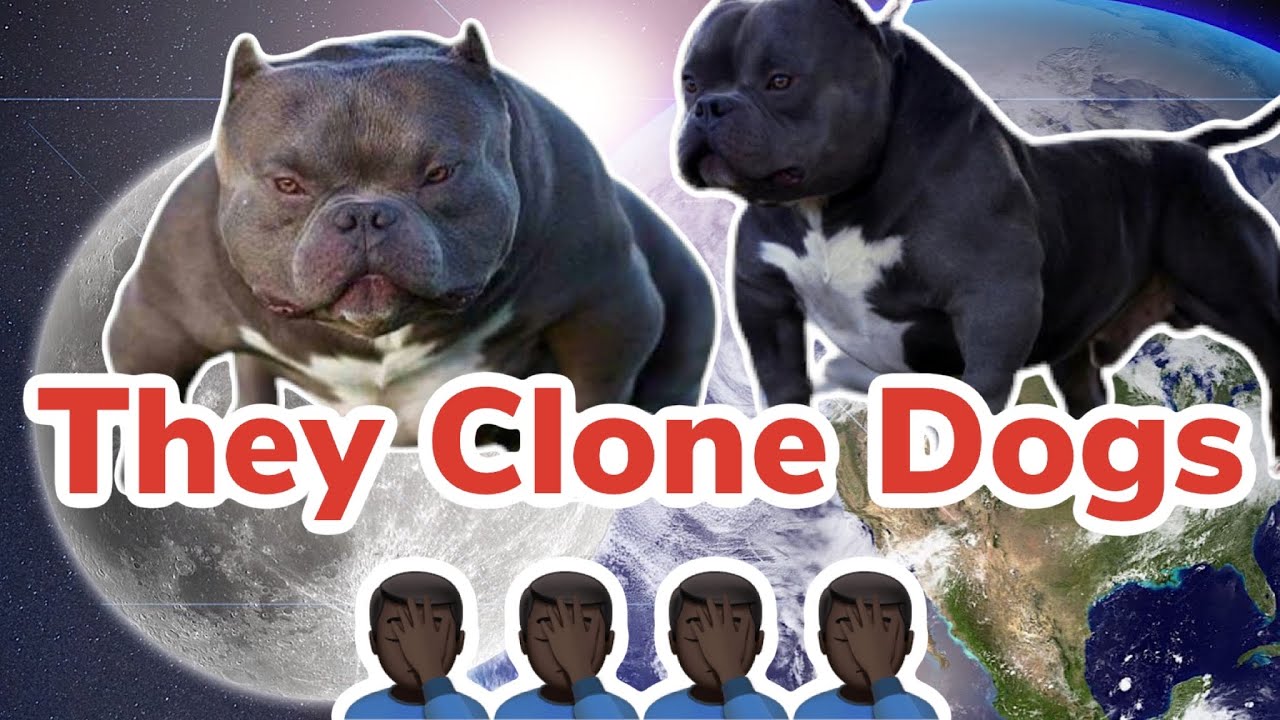 Why would you breed to a Cloned Dog? #CloningDogs #DogScience #RoadTo10000Subscribers