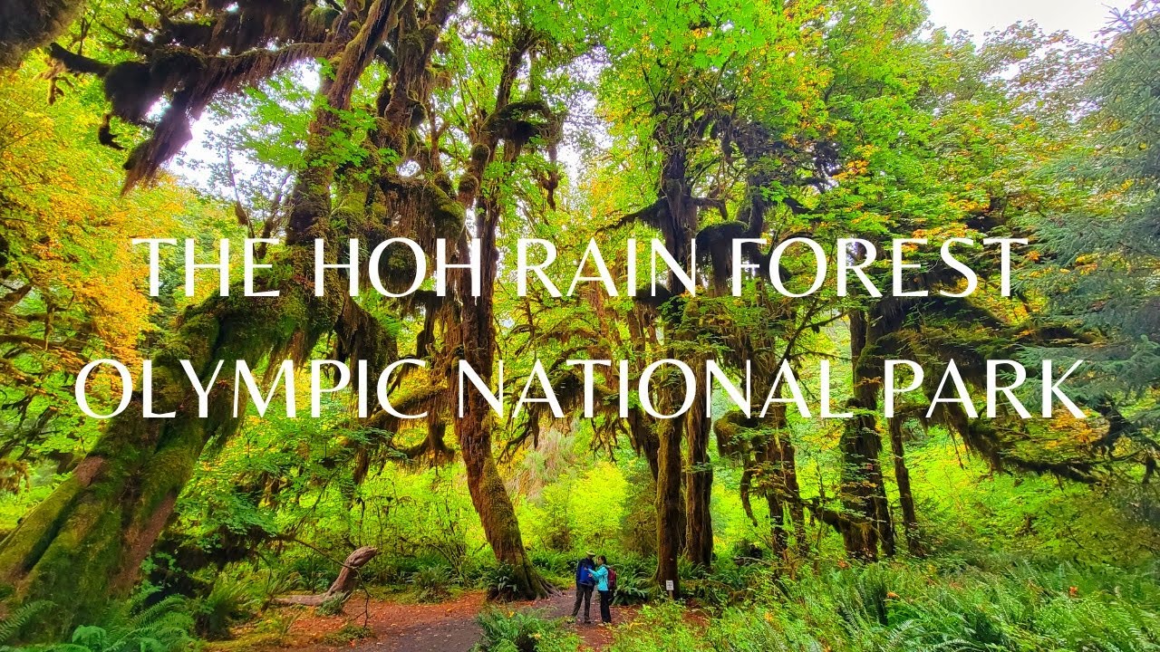 THE HOH RAIN FOREST OLYMPIC NATIONAL PARK