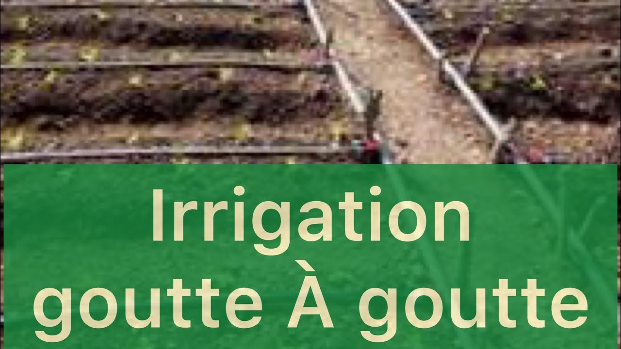 L’irrigation en Afrique : avantage et inconvénients du système d’irrigation goûte-à-goute !