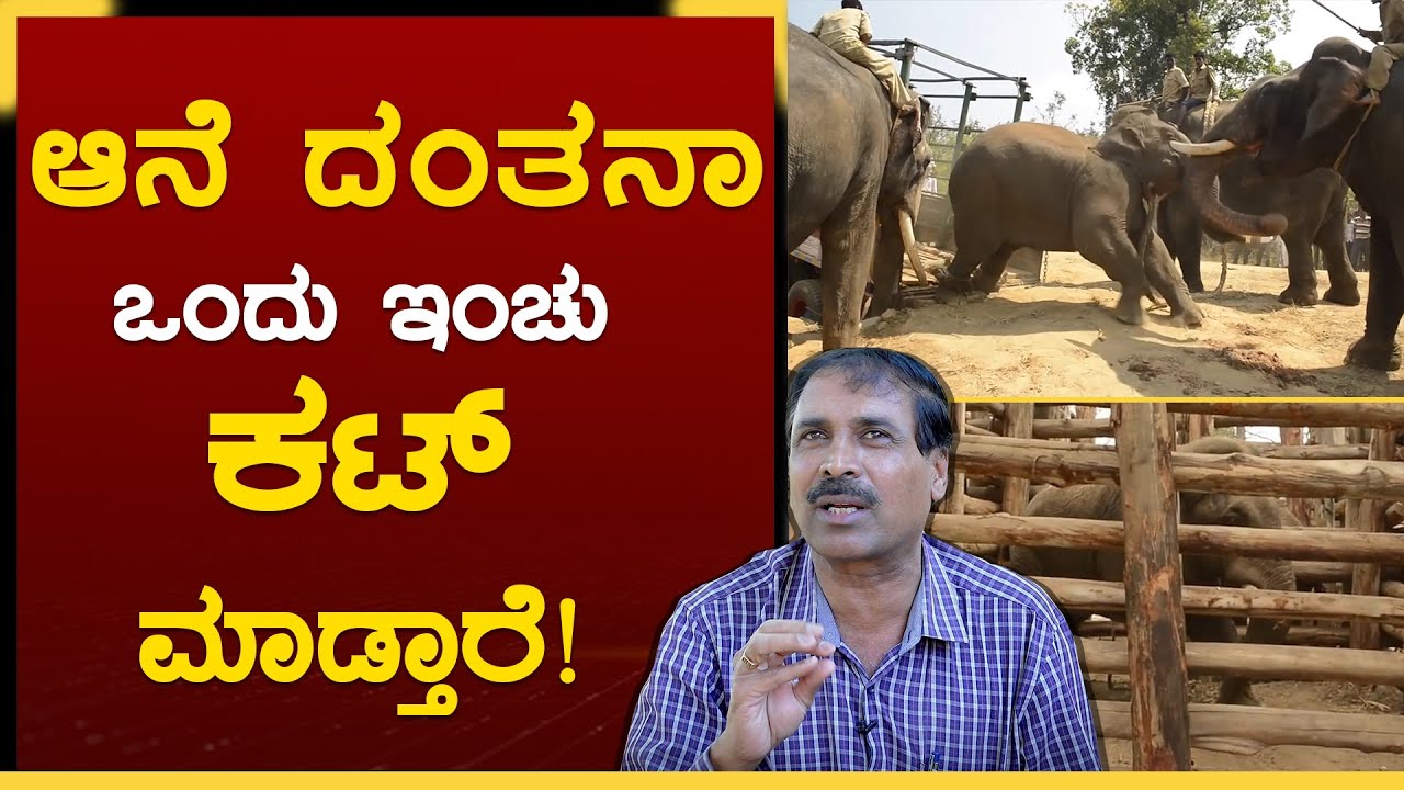 ಸೆರೆ ಹಿಡಿದ ಕಾಡಾನೆನ ಪಳಗಿಸೋಕೆ ಅಭಿಮನ್ಯುನೇ ಸರಿ| Safely Capturing Elephants| Nagaraj |EP-4 |GSS MAADHYAMA